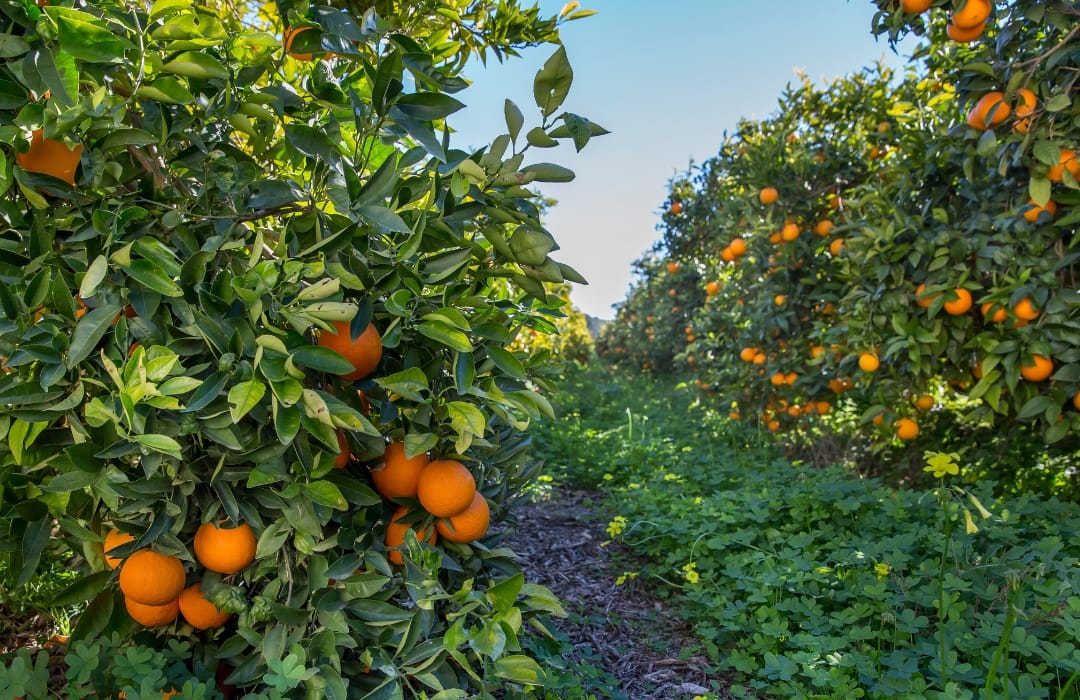 an orange grove in the sunshine