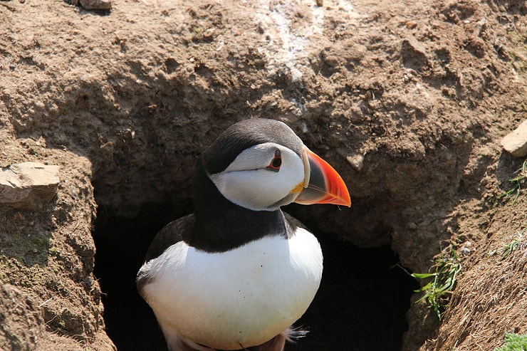 Puffin in Wales